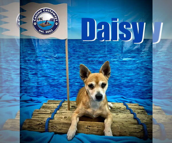 Medium Photo #3 Chihuahua-Unknown Mix Puppy For Sale in Arcadia, FL, USA