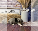 Small Photo #6 Miniature American Shepherd Puppy For Sale in EVANS, CO, USA