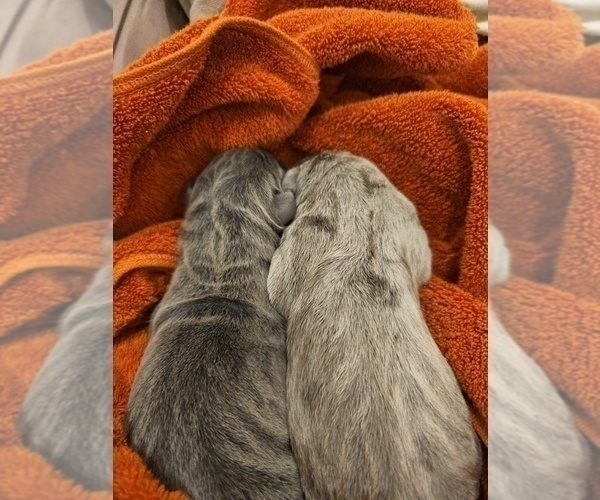 Medium Photo #17 Irish Dane Puppy For Sale in SPRINGFIELD, MO, USA