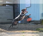 Small #5 American Pit Bull Terrier
