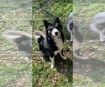 Puppy Noah Pomsky