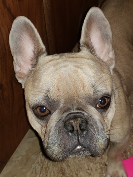 Medium Photo #6 French Bulldog Puppy For Sale in AURORA, TX, USA