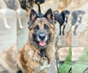 German Shepherd Dog Dogs for adoption in Newport Beach, CA, USA