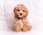 Small Photo #75 Poodle (Miniature) Puppy For Sale in WARSAW, IN, USA