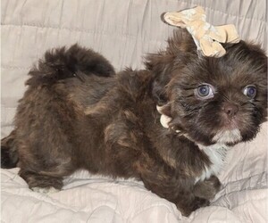 Shih Tzu Puppy for sale in HOUSTON, TX, USA