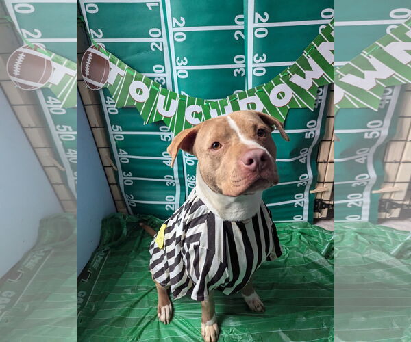Medium Photo #4 American Pit Bull Terrier-American Staffordshire Terrier Mix Puppy For Sale in Calhoun, GA, USA