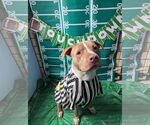 Small #3 American Pit Bull Terrier-American Staffordshire Terrier Mix