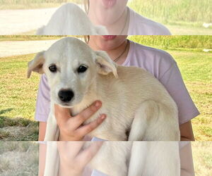 Medium Labrador Retriever Mix