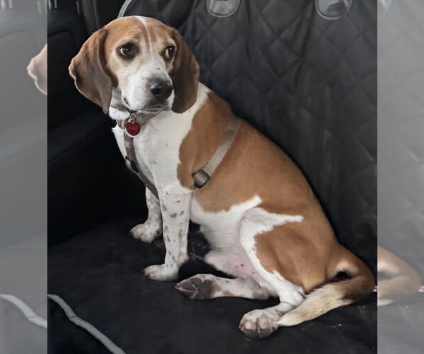 Medium Photo #4 Beagle Puppy For Sale in Dunnellon, FL, USA