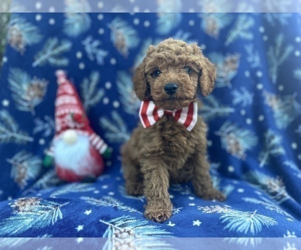 Medium Photo #9 Cock-A-Poo Puppy For Sale in LAKELAND, FL, USA