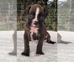 Small #1 Boxer