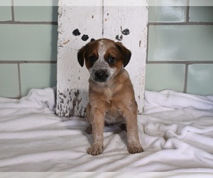 Australian Cattle Dog Puppy for sale in MILLERSBURG, OH, USA