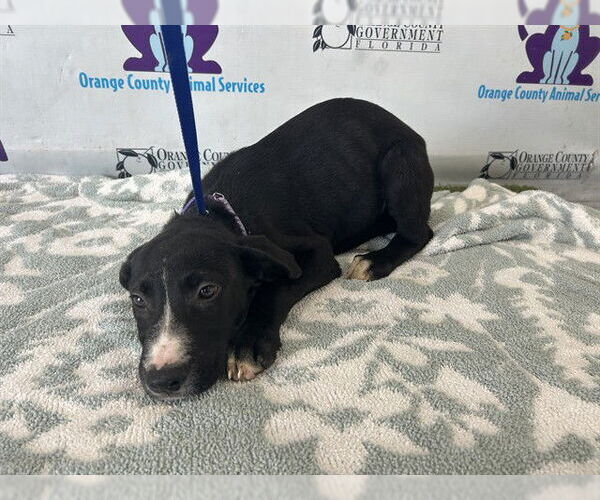 Medium Photo #1 Labrador Retriever-Unknown Mix Puppy For Sale in Orlando, FL, USA