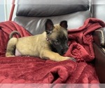 Small Photo #130 Belgian Malinois Puppy For Sale in REESEVILLE, WI, USA