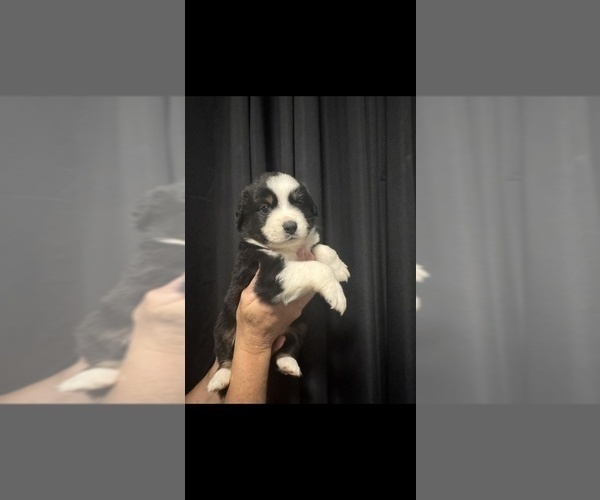 Medium Photo #2 Australian Shepherd Puppy For Sale in ORLANDO, FL, USA