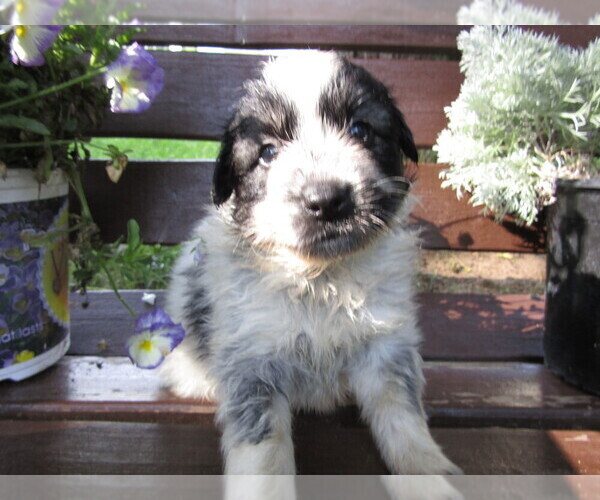 Medium Photo #3 Huskimo Puppy For Sale in KALAMAZOO, MI, USA