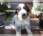 Small Photo #3 Huskimo Puppy For Sale in KALAMAZOO, MI, USA