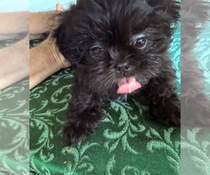 Shih Tzu Puppy for sale in CANTONMENT, FL, USA