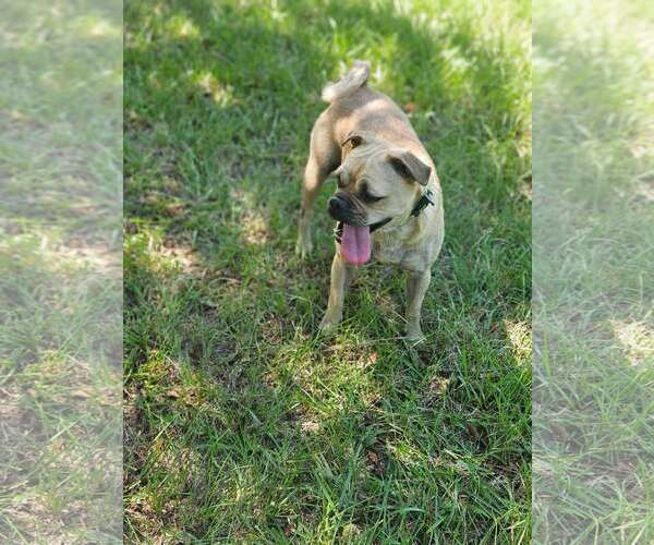 Medium Photo #6 Pug-Unknown Mix Puppy For Sale in Wakefield, RI, USA