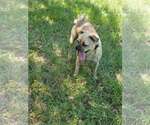 Small #5 Pug Mix