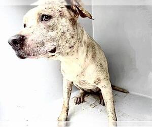 Labrador Retriever-Unknown Mix Dogs for adoption in Houston, TX, USA