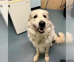 Great Pyrenees Dogs for adoption in London, Ontario, Canada