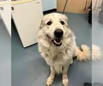 Small Great Pyrenees