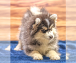 Small #5 Pomsky