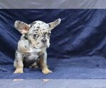 Small Photo #2 French Bulldog Puppy For Sale in GALENA, NV, USA