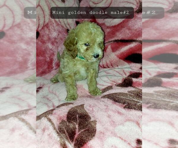 Medium Photo #22 Goldendoodle (Miniature) Puppy For Sale in DETROIT, MI, USA