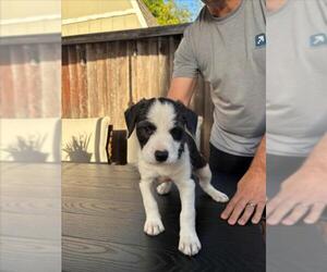 Staffordshire Bull Terrier-Unknown Mix Dogs for adoption in Santa Cruz, CA, USA