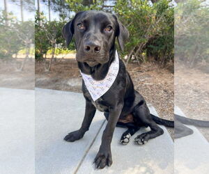 Labrador Retriever-Retriever  Mix Dogs for adoption in Corona, CA, USA