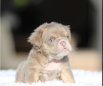 Small English Bulldog
