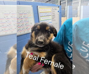 Mutt Dogs for adoption in Emmett, ID, USA
