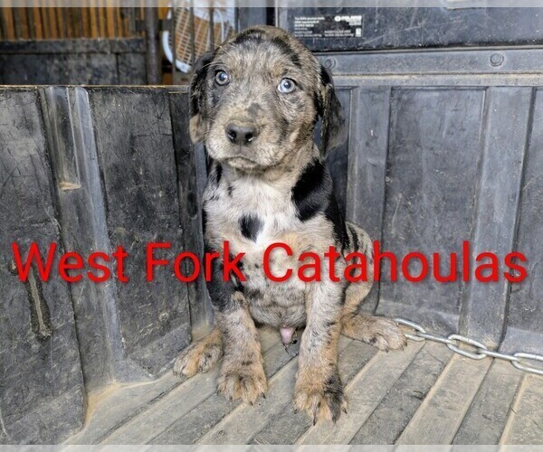 Medium Photo #1 Catahoula Leopard Dog Puppy For Sale in WINDOM, MN, USA