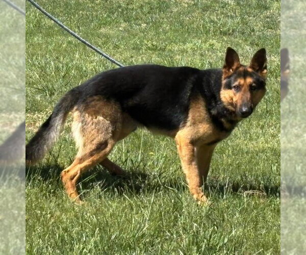 Medium Photo #4 German Shepherd Dog Puppy For Sale in Rustburg, VA, USA