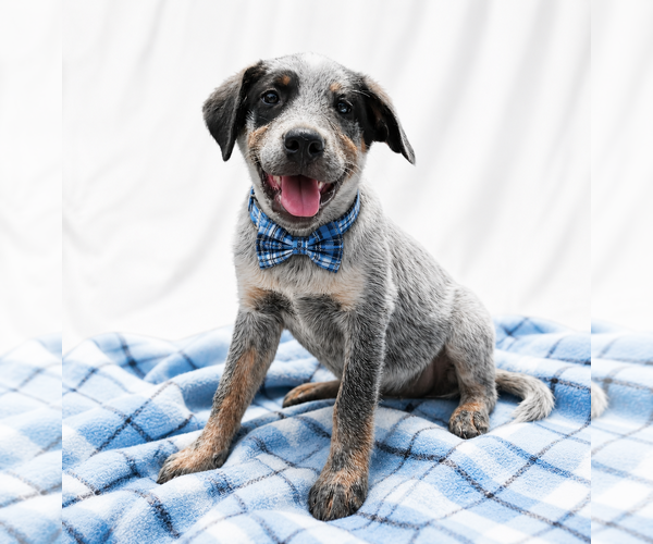 Medium Photo #1 Border-Aussie Puppy For Sale in Mt. Laurel, NJ, USA