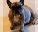 Small Photo #1 French Bulldog Puppy For Sale in FRISCO, TX, USA