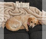 Small #2 Dachshund Mix