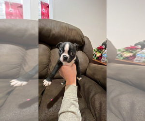 Boston Terrier Puppy for sale in FRANKLINTON, LA, USA