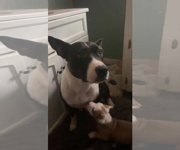 Medium Photo #1 American Staffordshire Terrier-Unknown Mix Puppy For Sale in Holly Springs, NC, USA