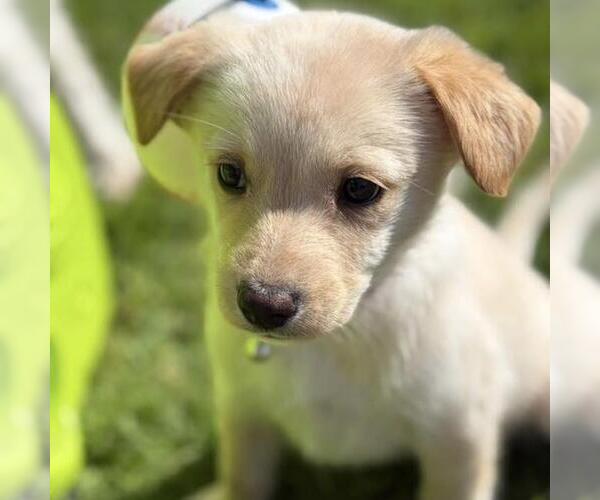 Medium Photo #3 Colonial Cocker Spaniel-Poodle (Miniature) Mix Puppy For Sale in San Diego, CA, USA