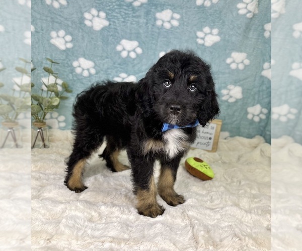 Medium Photo #6 Bernedoodle (Miniature) Puppy For Sale in NOBLESVILLE, IN, USA
