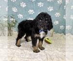 Small #5 Bernedoodle (Miniature)