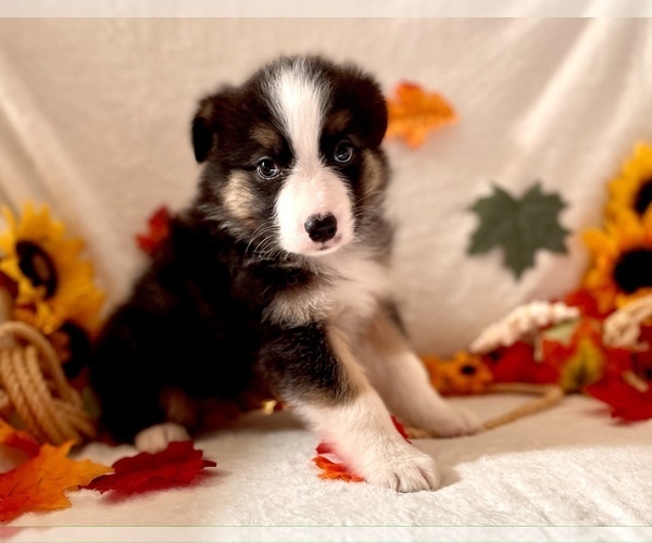Medium Photo #4 Miniature Australian Shepherd Puppy For Sale in BOUSE, AZ, USA