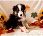 Small Photo #4 Miniature Australian Shepherd Puppy For Sale in BOUSE, AZ, USA