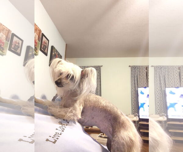 Medium Photo #3 Mutt Puppy For Sale in Erie, MI, USA