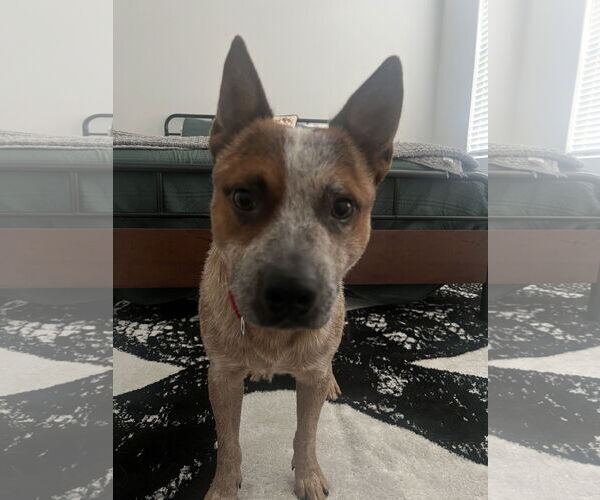 Medium Photo #2 Mutt Puppy For Sale in Garden City, NY, USA