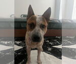 Small #1 Mutt