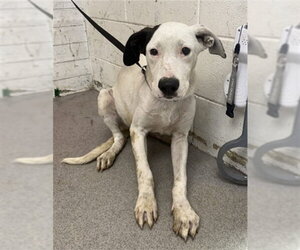 German Shepherd Dog-Unknown Mix Dogs for adoption in San Bernardino, CA, USA